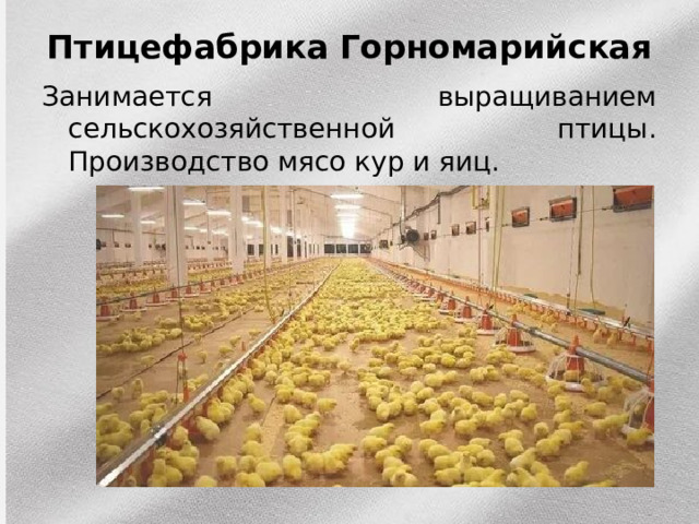 Птицефабрика Горномарийская   Занимается выращиванием сельскохозяйственной птицы. Производство мясо кур и яиц. 