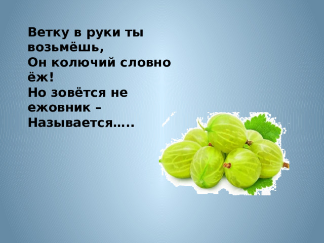 Ветку в руки ты возьмёшь, Он колючий словно ёж! Но зовётся не ежовник – Называется…..   