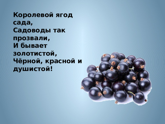Королевой ягод сада,  Садоводы так прозвали,  И бывает золотистой,  Чёрной, красной и душистой! 