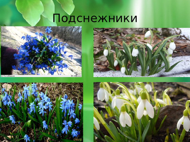 Подснежники 