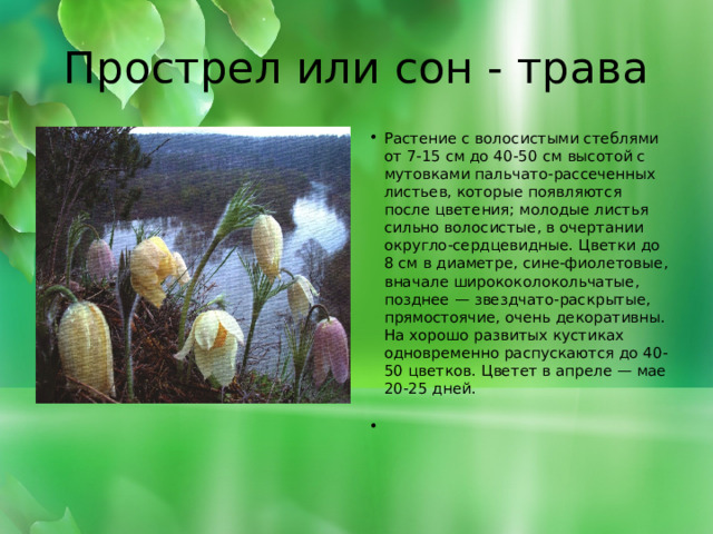 Прострел или сон - трава Растение с волосистыми стеблями от 7-15 см до 40-50  см  высотой с мутовками пальчато-рассеченных листьев, которые появляются после цветения; молодые листья сильно волосистые, в очертании округло-сердцевидные. Цветки до 8 см в диаметре, сине-фиолетовые, вначале ширококолокольчатые, позднее — звездчато-раскрытые, прямостоячие, очень декоративны. На хорошо развитых кустиках одновременно распускаются до 40-50 цветков. Цветет в апреле — мае 20-25 дней.      