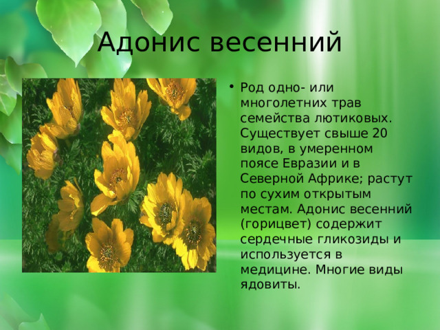 Адонис весенний Род одно- или многолетних трав семейства лютиковых. Существует свыше 20 видов, в умеренном поясе Евразии и в Северной Африке; растут по сухим открытым местам. Адонис весенний (горицвет) содержит сердечные гликозиды и используется в медицине. Многие виды ядовиты. 