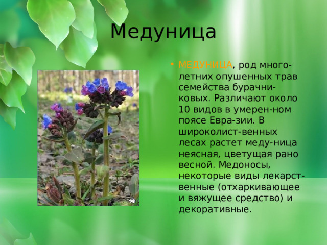 Медуница МЕДУНИЦА , род много-летних опушенных трав семейства бурачни-ковых. Различают около 10 видов в умерен-ном поясе Евра-зии. В широколист-венных лесах растет меду-ница неясная, цветущая рано весной. Медоносы, некоторые виды лекарст-венные (отхаркивающее и вяжущее средство) и декоративные. 