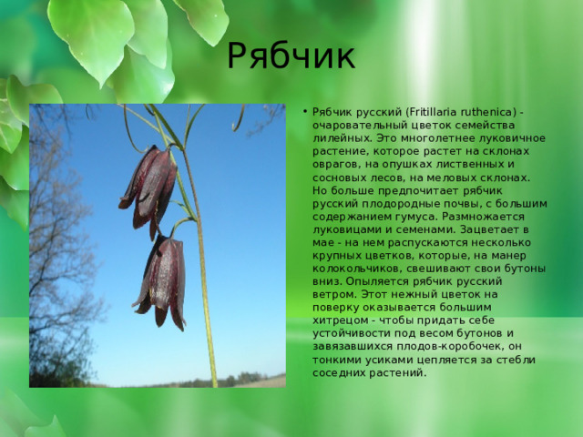 Рябчик Рябчик русский (Fritillaria ruthenica) - очаровательный цветок семейства лилейных. Это многолетнее луковичное растение, которое растет на склонах оврагов, на опушках лиственных и сосновых лесов, на меловых склонах. Но больше предпочитает рябчик русский плодородные почвы, с большим содержанием гумуса. Размножается луковицами и семенами. Зацветает в мае - на нем распускаются несколько крупных цветков, которые, на манер колокольчиков, свешивают свои бутоны вниз. Опыляется рябчик русский ветром. Этот нежный цветок на поверку оказывается большим хитрецом - чтобы придать себе устойчивости под весом бутонов и завязавшихся плодов-коробочек, он тонкими усиками цепляется за стебли соседних растений. 