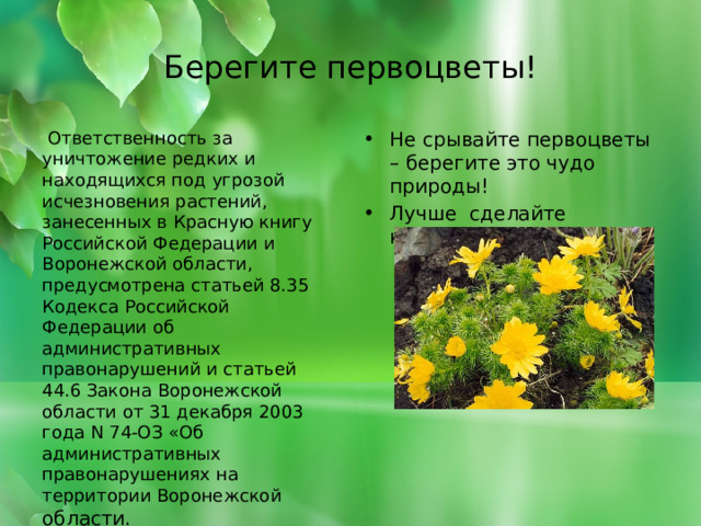 Берегите первоцветы!  Ответственность за уничтожение редких и находящихся под угрозой исчезновения растений, занесенных в Красную книгу Российской Федерации и Воронежской области, предусмотрена статьей 8.35 Кодекса Российской Федерации об административных правонарушений и статьей 44.6 Закона Воронежской области от 31 декабря 2003 года N 74-ОЗ «Об административных правонарушениях на территории Воронежской области.   Не срывайте первоцветы – берегите это чудо природы! Лучше сделайте красивое фото. 