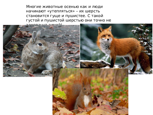 Многие животные осенью как и люди начинают «утепляться» – их шерсть становится гуще и пушистее. С такой густой и пушистой шерстью они точно не замерзнут зимой! 