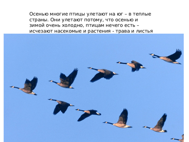 Осенью многие птицы улетают на юг – в теплые страны. Они улетают потому, что осенью и зимой очень холодно, птицам нечего есть – исчезают насекомые и растения - трава и листья деревьев. 