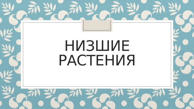 Низшие растения 