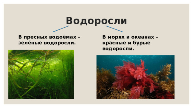 Водоросли В пресных водоёмах – зелёные водоросли. В морях и океанах – красные и бурые водоросли. 