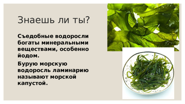 Знаешь ли ты? Съедобные водоросли богаты минеральными веществами, особенно йодом. Бурую морскую водоросль ламинарию называют морской капустой. 