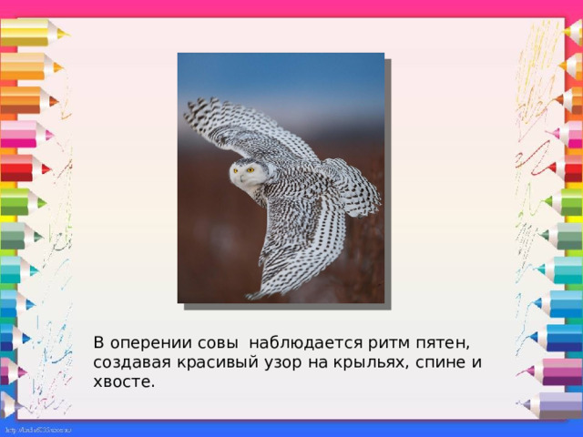 В оперении совы наблюдается ритм пятен, создавая красивый узор на крыльях, спине и хвосте. 