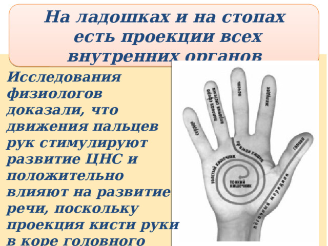 На ладошках и на стопах  есть проекции всех внутренних органов Исследования физиологов доказали, что движения пальцев рук стимулируют развитие ЦНС и положительно влияют на развитие речи, поскольку проекция кисти руки в коре головного мозга находится рядом с проекцией речевого анализатора. На ладошках и на стопах есть проекции всех внутренних органов. Исследования физиологов доказали, что движения пальцев рук стимулируют развитие ЦНС и положительно влияют на развитие речи, поскольку проекция кисти руки в коре головного мозга находится рядом с проекцией речевого анализатора. В восточной медицине существует убеждение, что массаж большого пальца повышает функциональную активность головного мозга, указательного – положительно воздействует на состояние желудка, среднего – на кишечник, безымянного – на печень и почки, мизинца – на сердце. И все потешки, игры – не что иное, как массаж в игре. Так что пальчиковая гимнастика положительно влияет на здоровье ребенка и воздействует на речевые функции.  