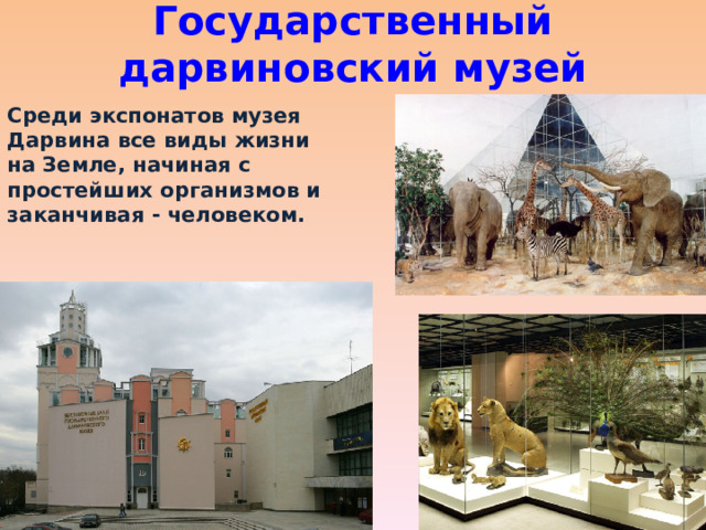 Государственный дарвиновский музей   Среди экспонатов музея Дарвина все виды жизни на Земле, начиная с простейших организмов и заканчивая - человеком. 
