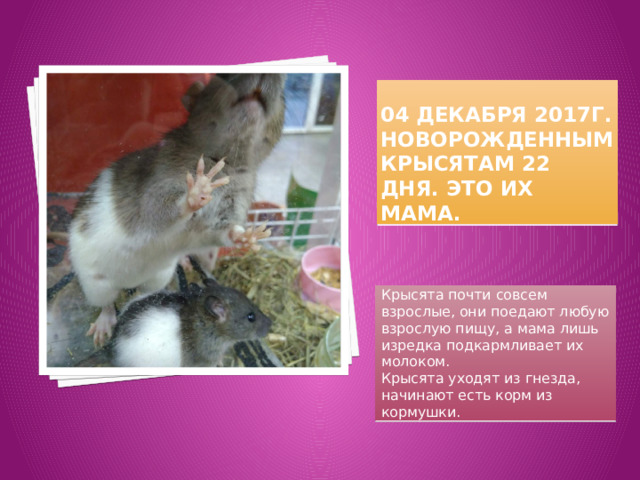 04 декабря 2017г. Новорожденным крысятам 22 дня. Это их мама. Крысята почти совсем взрослые, они поедают любую взрослую пищу, а мама лишь изредка подкармливает их молоком. Крысята уходят из гнезда, начинают есть корм из кормушки. 