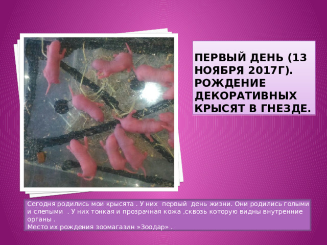 Первый день (13 ноября 2017г). Рождение декоративных крысят в гнезде. Сегодня родились мои крысята . У них первый день жизни. Они родились голыми и слепыми . У них тонкая и прозрачная кожа ,сквозь которую видны внутренние органы . Место их рождения зоомагазин »Зоодар» . 