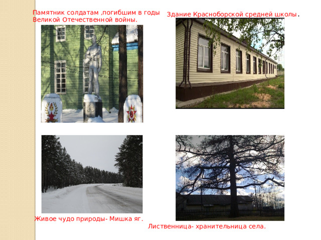 Здание Красноборской средней школы . Памятник солдатам ,погибшим в годы Великой Отечественной войны. Живое чудо природы- Мишка яг. Лиственница- хранительница села. 