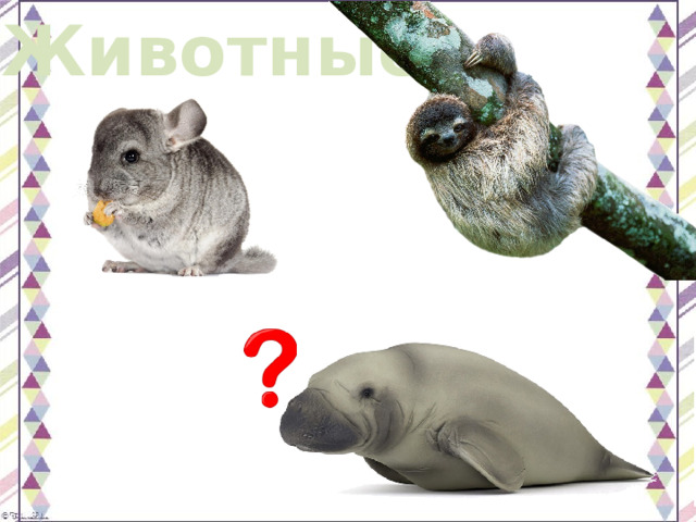 Животные 
