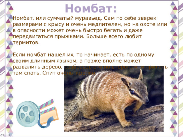 Номбат: Номбат, или сумчатый муравьед. Сам по себе зверек размерами с крысу и очень медлителен, но на охоте или в опасности может очень быстро бегать и даже передвигаться прыжками. Больше всего любит термитов.    Если номбат нашел их, то начинает, есть по одному своим длинным языком, а позже вполне может развалить дерево, разбросав его по сторонам, и прилечь там спать. Спит очень  крепко. 