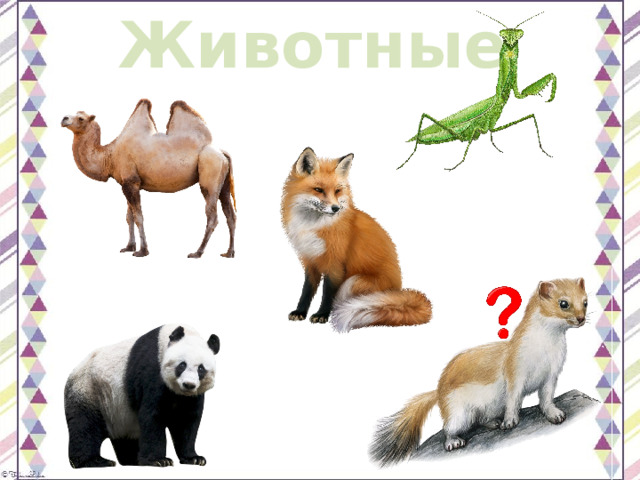 Животные 