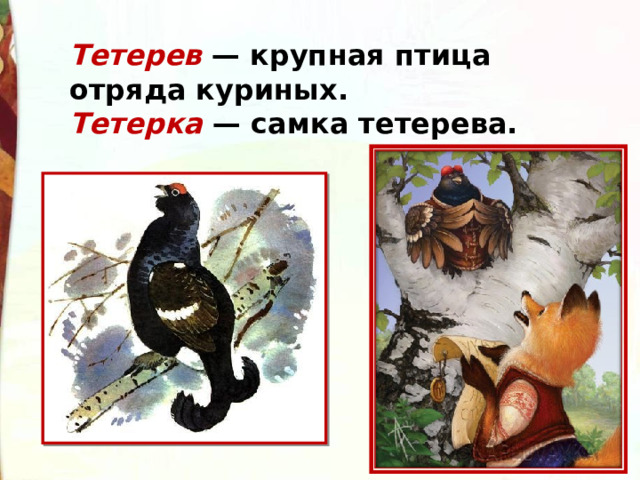 Тетерев — крупная птица отряда куриных. Тетерка — самка тетерева. 
