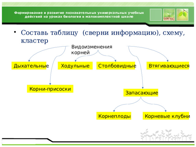 Формирование и развитие познавательных универсальных учебных действий на уроках биологии в малокомплектной школе Составь таблицу (сверни информацию), схему, кластер Видоизменения корней Втягивающиеся Столбовидные Ходульные Дыхательные Корни-присоски Запасающие Корнеплоды Корневые клубни 