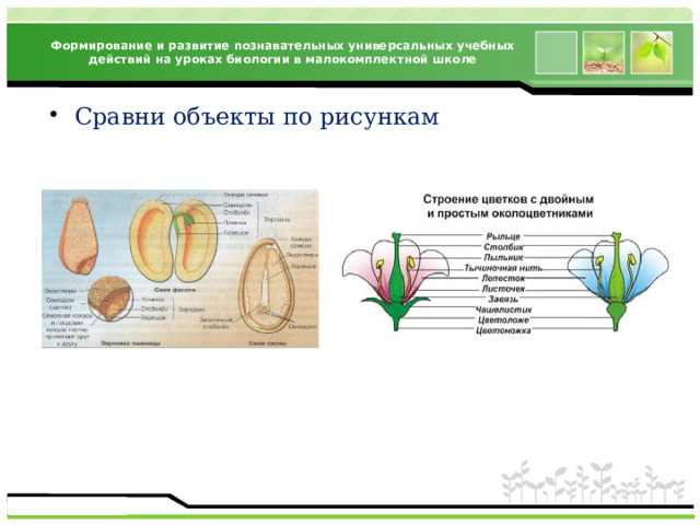 Формирование и развитие познавательных универсальных учебных действий на уроках биологии в малокомплектной школе Сравни объекты по рисункам 