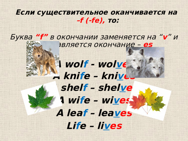 Если существительное оканчивается на  –f (-fe), то: Буква “f” в окончании заменяется на “ v ” и добавляется окончание – es  A wol f - wol v es A kni f e – kni v es A shel f – shel v es A wi f e – wi v es A lea f – lea v es Li f e – li v es  