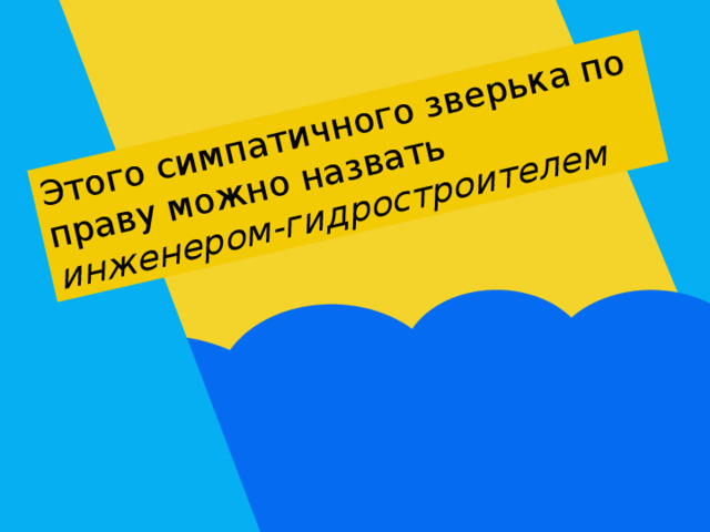 Этого симпатичного зверька по праву можно назвать инженером-гидростроителем 