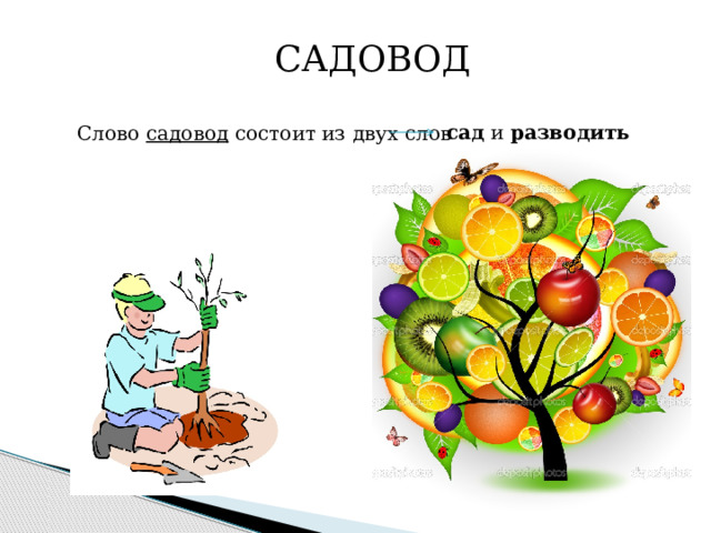 САДОВОД Слово садовод состоит из двух слов сад и разводить 