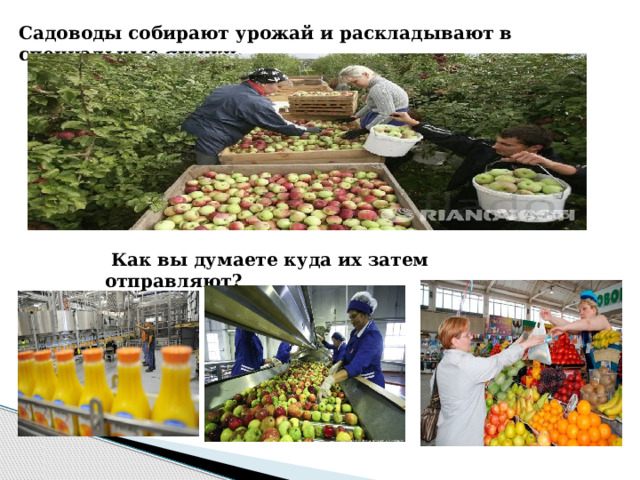Садоводы собирают урожай и раскладывают в специальные ящики.   Как вы думаете куда их затем отправляют? 
