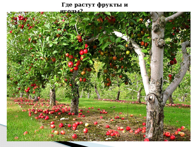  Где растут фрукты и ягоды? 