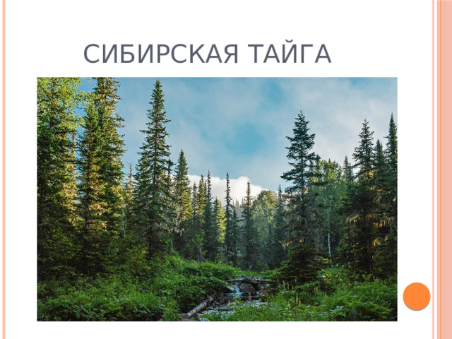 Сибирская тайга 