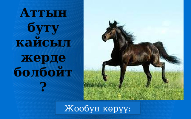 Аттын буту кайсыл жерде болбойт? 