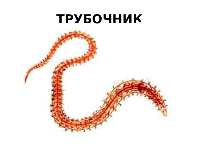 ТРУБОЧНИК 