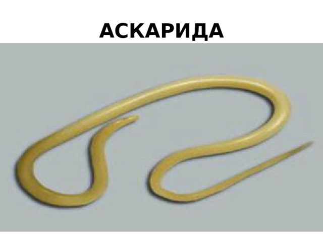 АСКАРИДА 