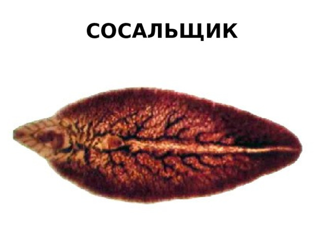 СОСАЛЬЩИК 