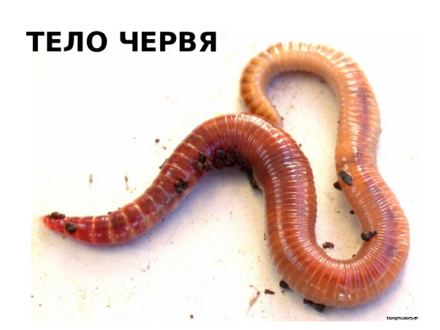 ТЕЛО ЧЕРВЯ 