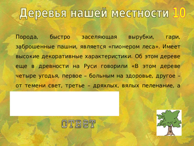 Порода, быстро заселяющая вырубки, гари, заброшенные пашни, является «пионером леса». Имеет высокие декоративные характеристики. Об этом дереве еще в древности на Руси говорили «В этом дереве четыре угодья, первое – больным на здоровье, другое – от темени свет, третье – дряхлых, вялых пеленание, а четвертое – людям колодец». Береза.   