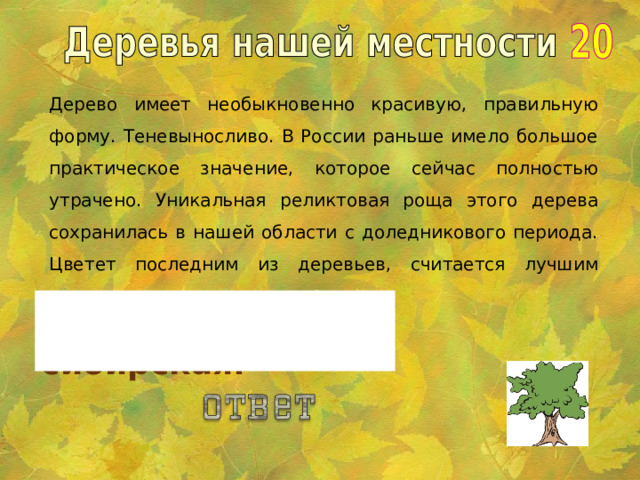 Дерево имеет необыкновенно красивую, правильную форму. Теневыносливо. В России раньше имело большое практическое значение, которое сейчас полностью утрачено. Уникальная реликтовая роща этого дерева сохранилась в нашей области с доледникового периода. Цветет последним из деревьев, считается лучшим медоносом.  Липа сибирская.  