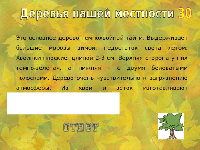 Это основное дерево темнохвойной тайги. Выдерживает большие морозы зимой, недостаток света летом. Хвоинки плоские, длиной 2-3 см. Верхняя сторона у них темно-зеленая, а нижняя – с двумя беловатыми полосками. Дерево очень чувствительно к загрязнению атмосферы. Из хвои и веток изготавливают лекарственные препараты. Пихта.    