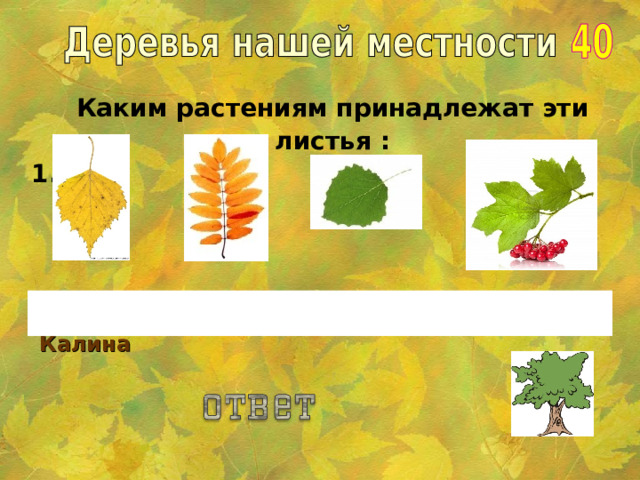 Каким растениям принадлежат эти листья : 1. 2. 3. 4. 1.Береза 2.Рябина 3. Осина 4. Калина 