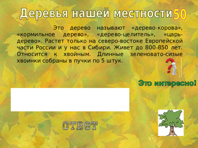 Это дерево называют «дерево-корова», «кормильное дерево», «дерево-целитель», «царь-дерево». Растет только на северо-востоке Европейской части России и у нас в Сибири. Живет до 800-850 лет. Относится к хвойным. Длинные зеленовато-сизые хвоинки собраны в пучки по 5 штук. Кедр или Сосна сибирская. 