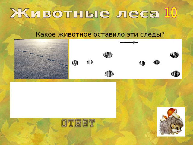 Какое животное оставило эти следы?  Заяц. .  