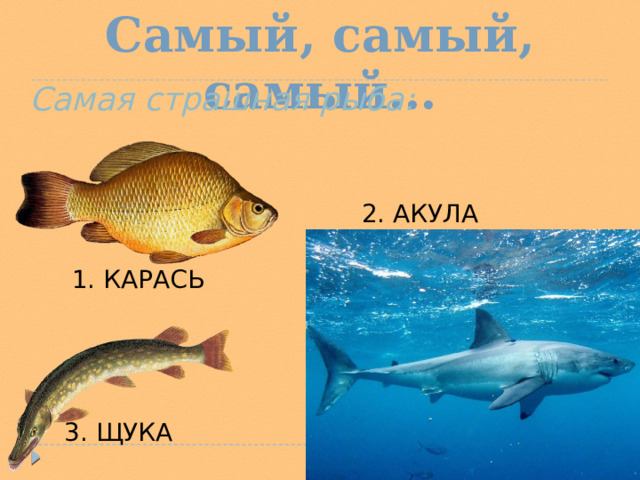 Самый, самый, самый…  Самая страшная рыба: 2. АКУЛА 1. КАРАСЬ 3. ЩУКА  