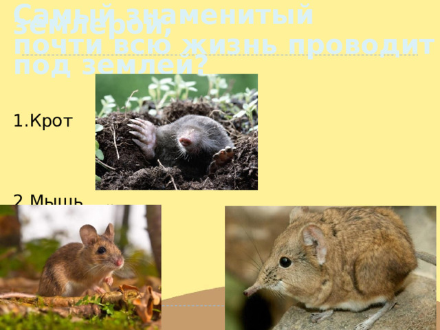 Самый знаменитый землерой,   почти всю жизнь проводит  под землей? 1.Крот 2.Мышь 3.землеройка. 