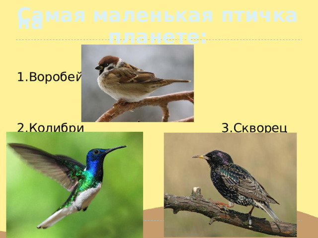 Самая маленькая птичка на  планете: 1.Воробей 2.Колибри 3.Скворец 