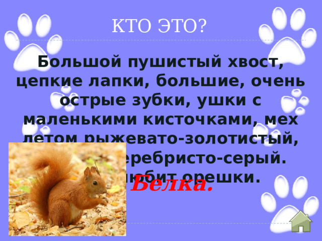 КТО ЭТО? Большой пушистый хвост, цепкие лапки, большие, очень острые зубки, ушки с маленькими кисточками, мех летом рыжевато-золотистый, зимой – серебристо-серый. Очень любит орешки. Белка. 