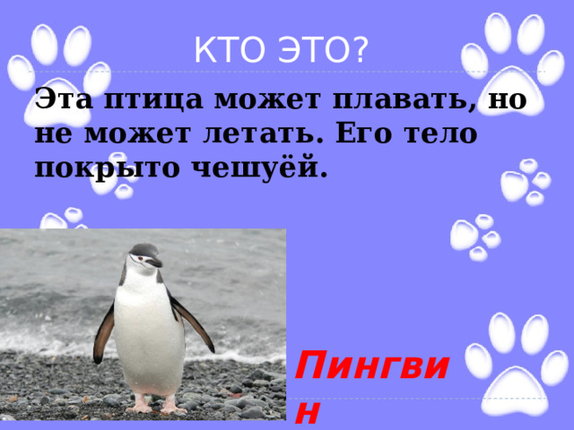 КТО ЭТО? Эта птица может плавать, но не может летать. Его тело покрыто чешуёй.  Пингвин 
