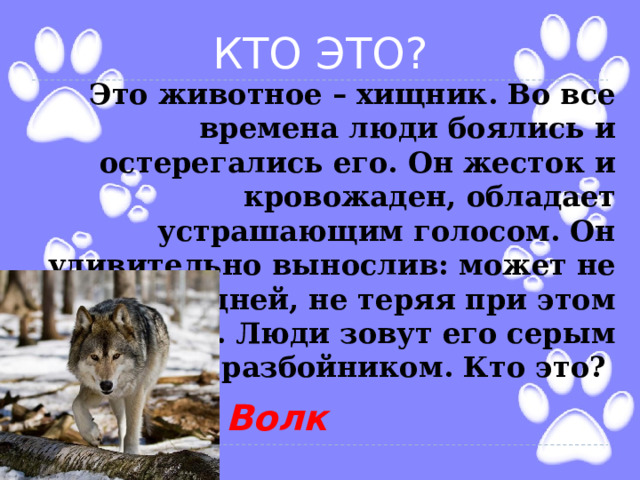КТО ЭТО? Это животное – хищник. Во все времена люди боялись и остерегались его. Он жесток и кровожаден, обладает устрашающим голосом. Он удивительно вынослив: может не есть много дней, не теряя при этом силы. Люди зовут его серым разбойником. Кто это?  Волк 