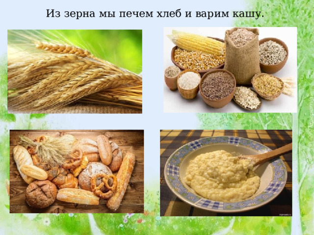 Из зерна мы печем хлеб и варим кашу . 